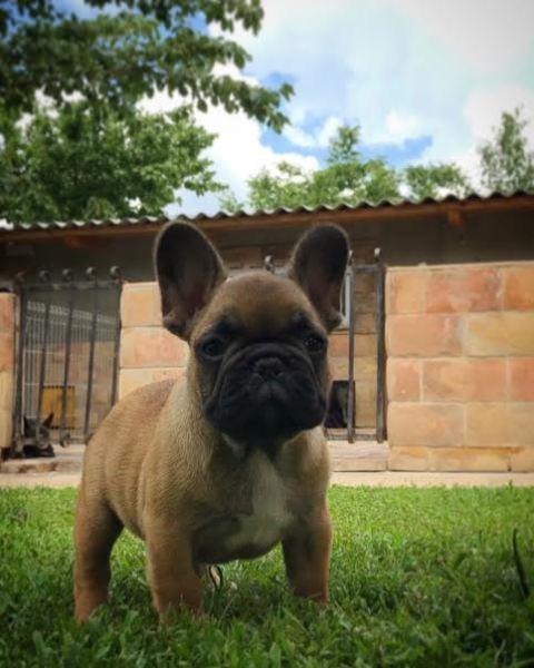Francuski-buldog-OD-KUCE-DON
