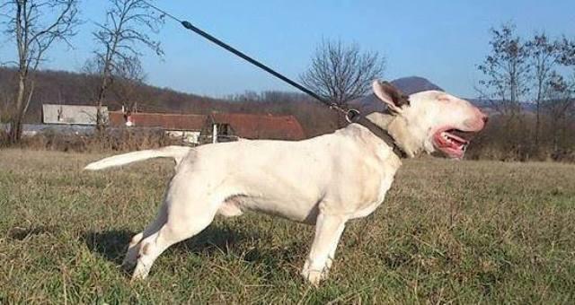 Bull-terrier