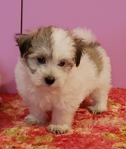 Tulearski-pas---Coton-de-Tulear