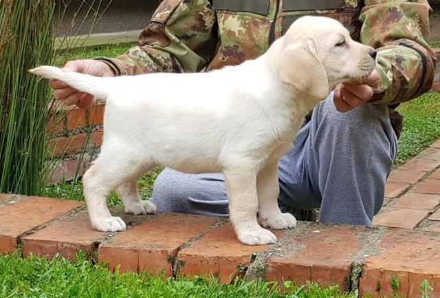 Labrador-Retriver