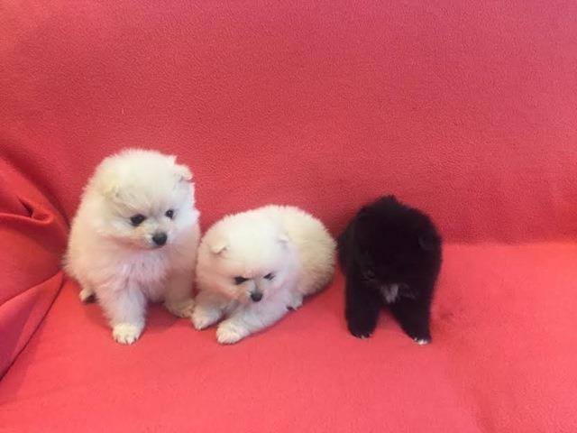 POMERANSKI-SPIC-BOO