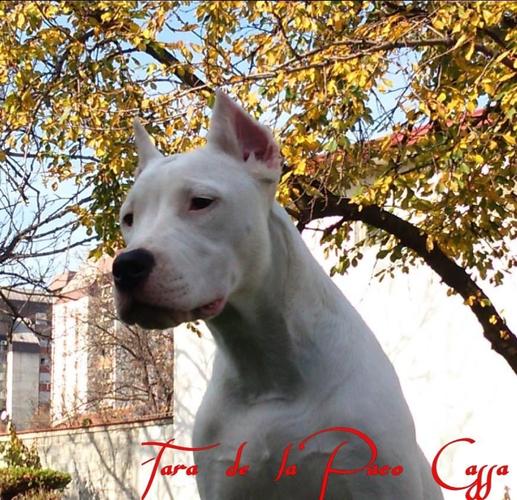 DOGO ARGENTINO štenad