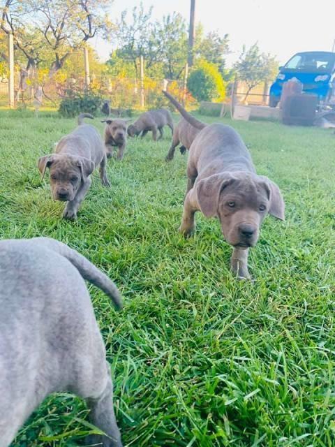 Cane-Corso--štenci