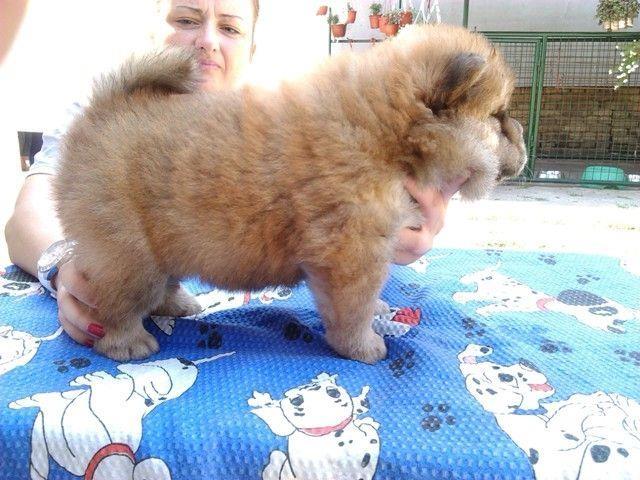 Chow-Chow-stenci-