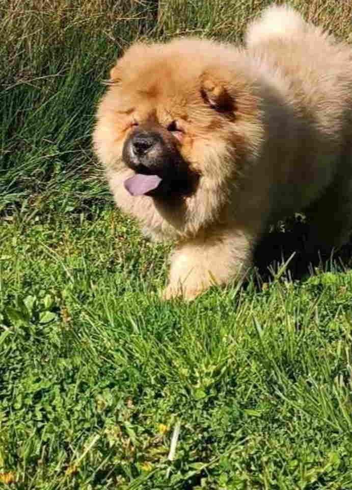 Stenci-chow-chow--4-meseca-stari--