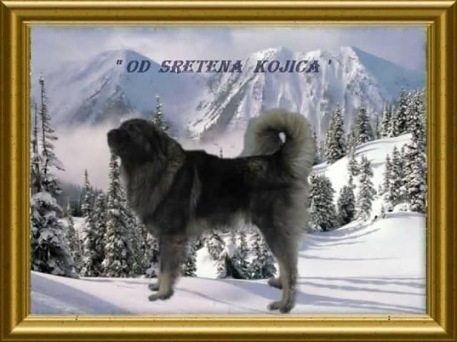 Šarplaninac---stenci-i-psi
