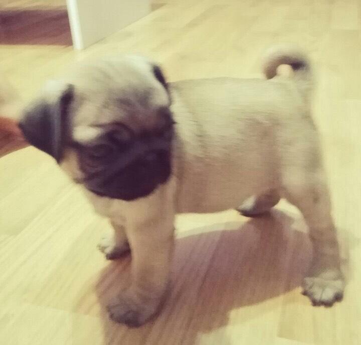 Mops-stenci