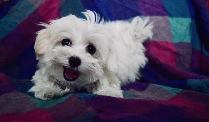 Maltezer 