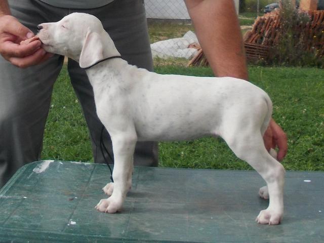 Dogo Argentino - stenci vrhunskog porekla