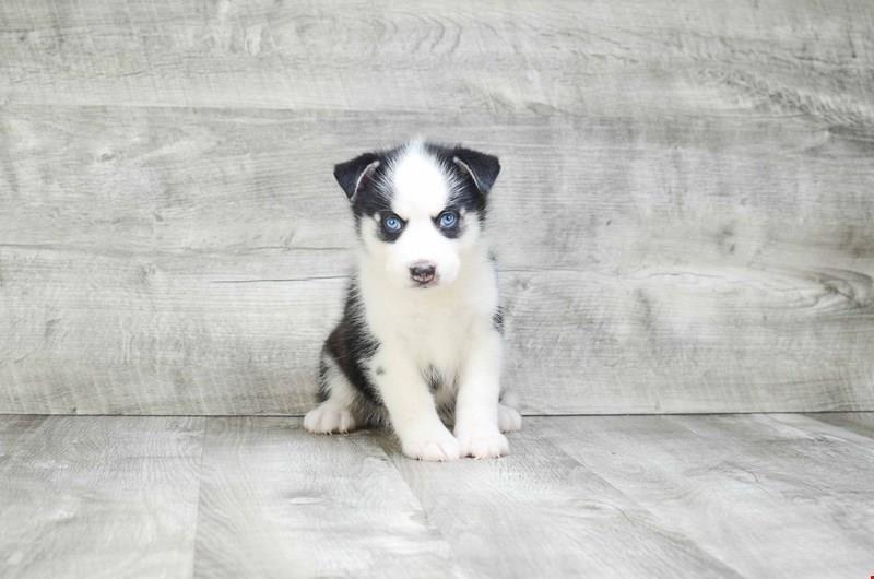 Igracno-Pomsky-kuce-