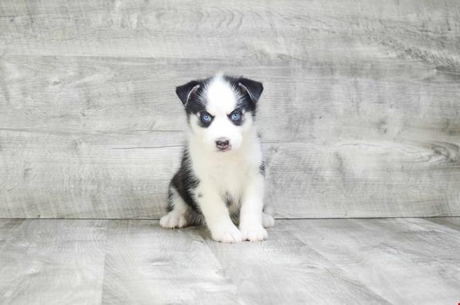 Igracno Pomsky kuce.