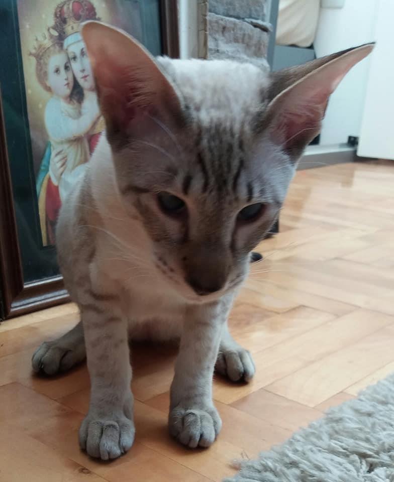 Siamese-chocolate-tabby-piont
