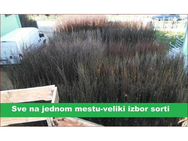 Ekstra ponuda sadnica mušmule