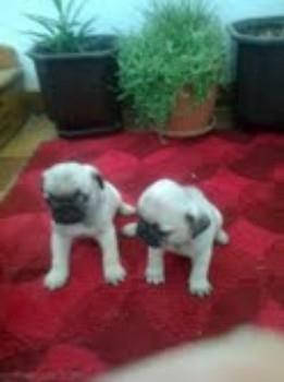 Mops-stenad