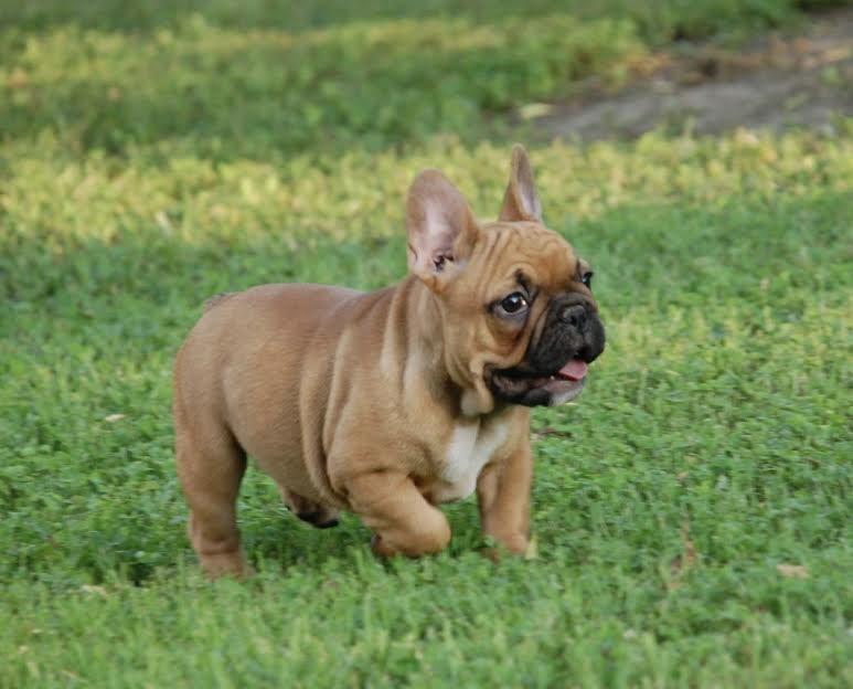 Francuski-buldog-Od-Kuce-Don
