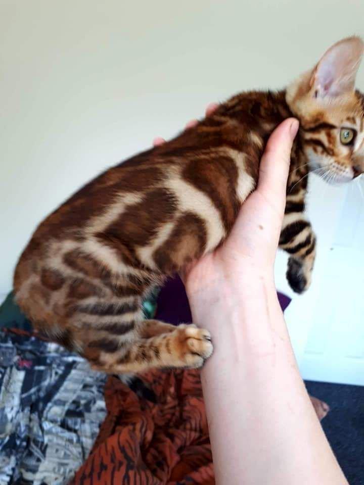 Bengalska--mlada-mačka-bengal-kittens-