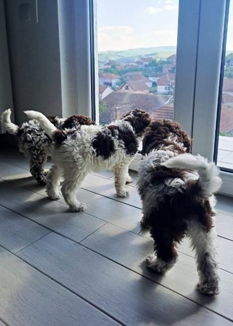 Lagotto-Romagnolo-štenci