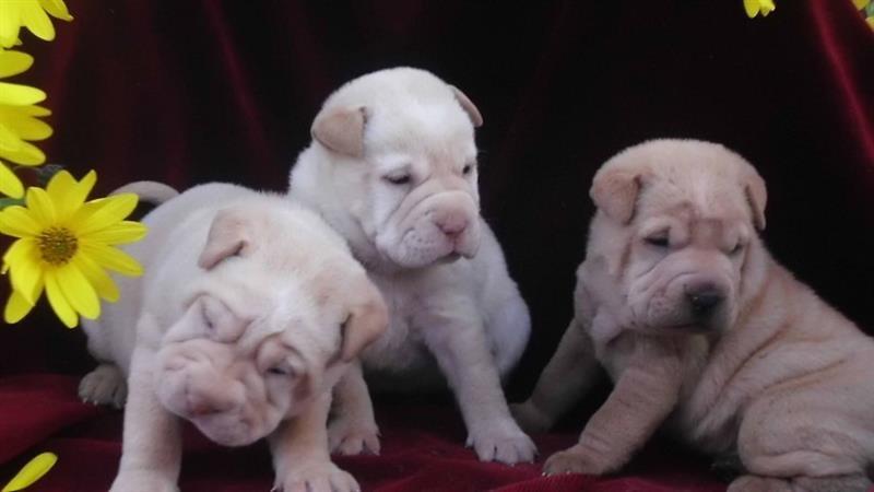 Sar-pej---Shar-pei--stenci