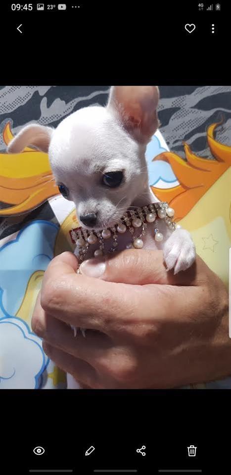 Princess-mini-civave--