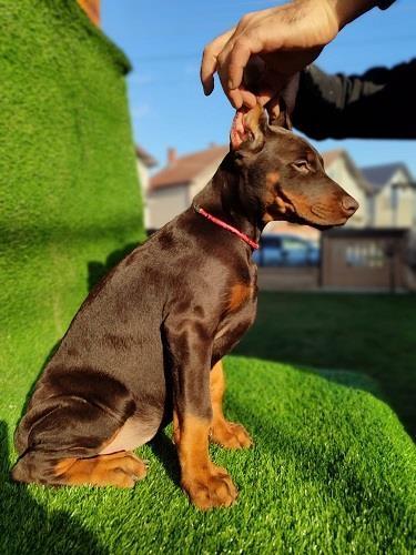 Doberman
