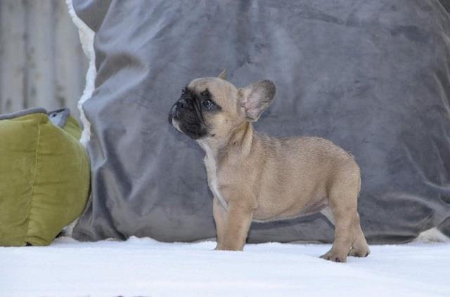 Francuski-buldog