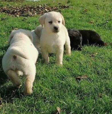 Štenci-labrador-retrivera