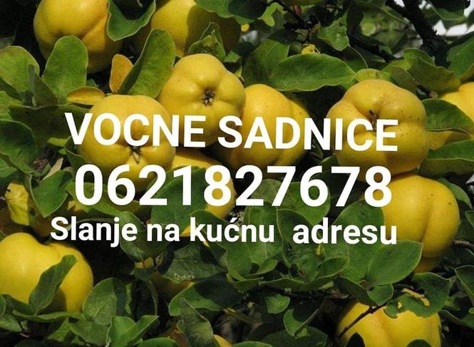 Vocne sadnice
