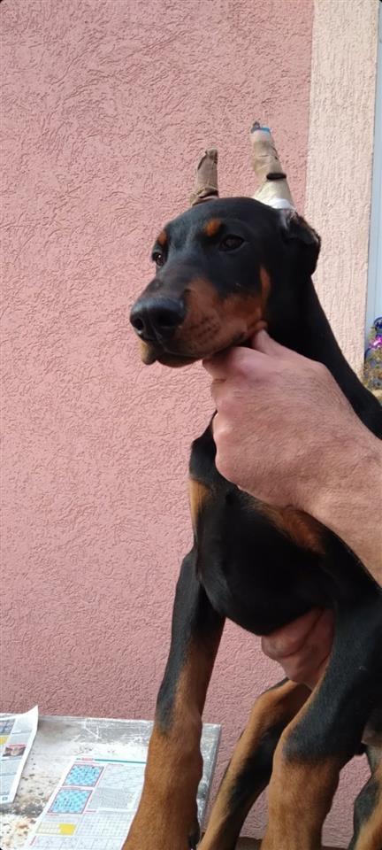 Doberman-VRHUNSKI-štenci