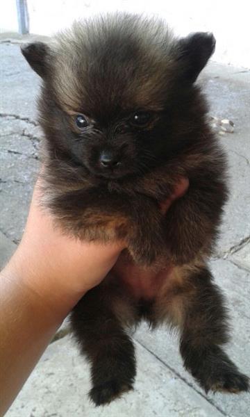 Pomeranski-spic