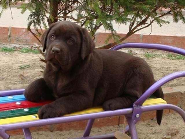 Labrador