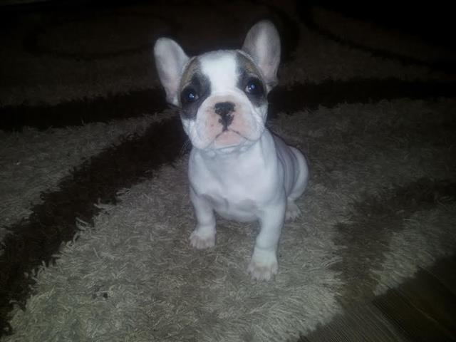 Francuski-Buldog