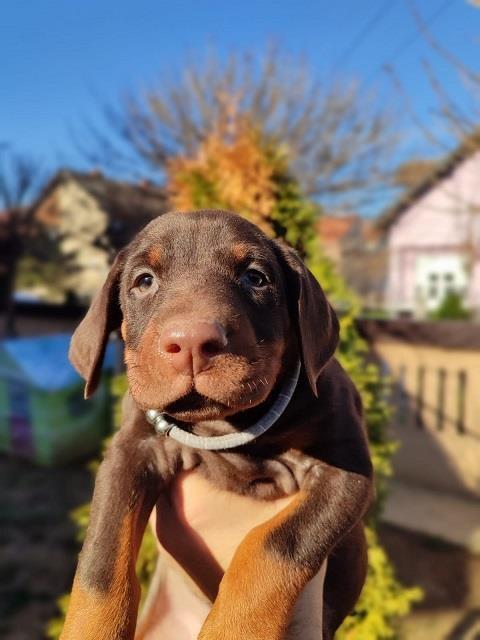 Doberman-stenci