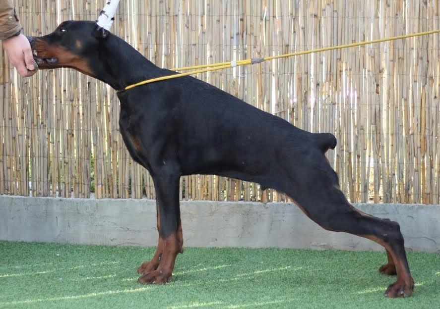 Doberman-štene