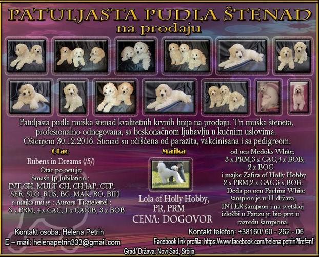 Patuljasta pudla štenad 
