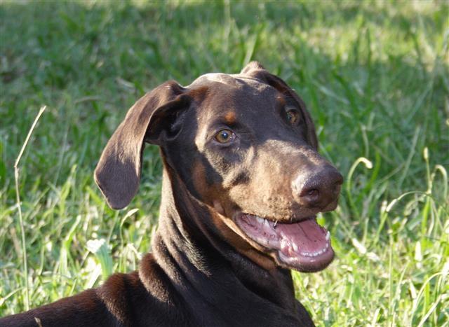 Doberman
