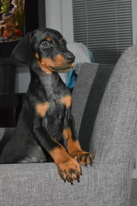 Doberman-stenci-