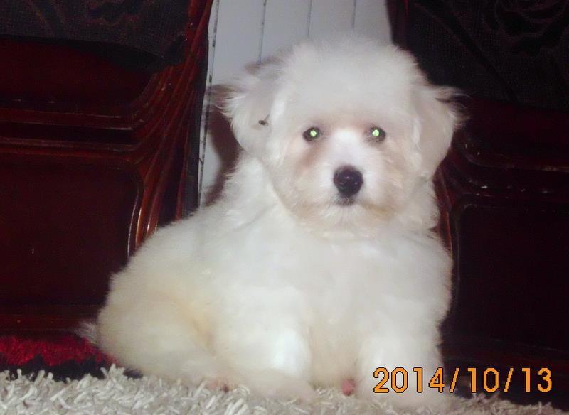 Coton-de-Tulear