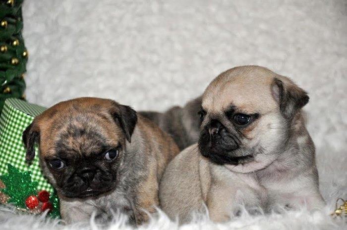 Mops-
