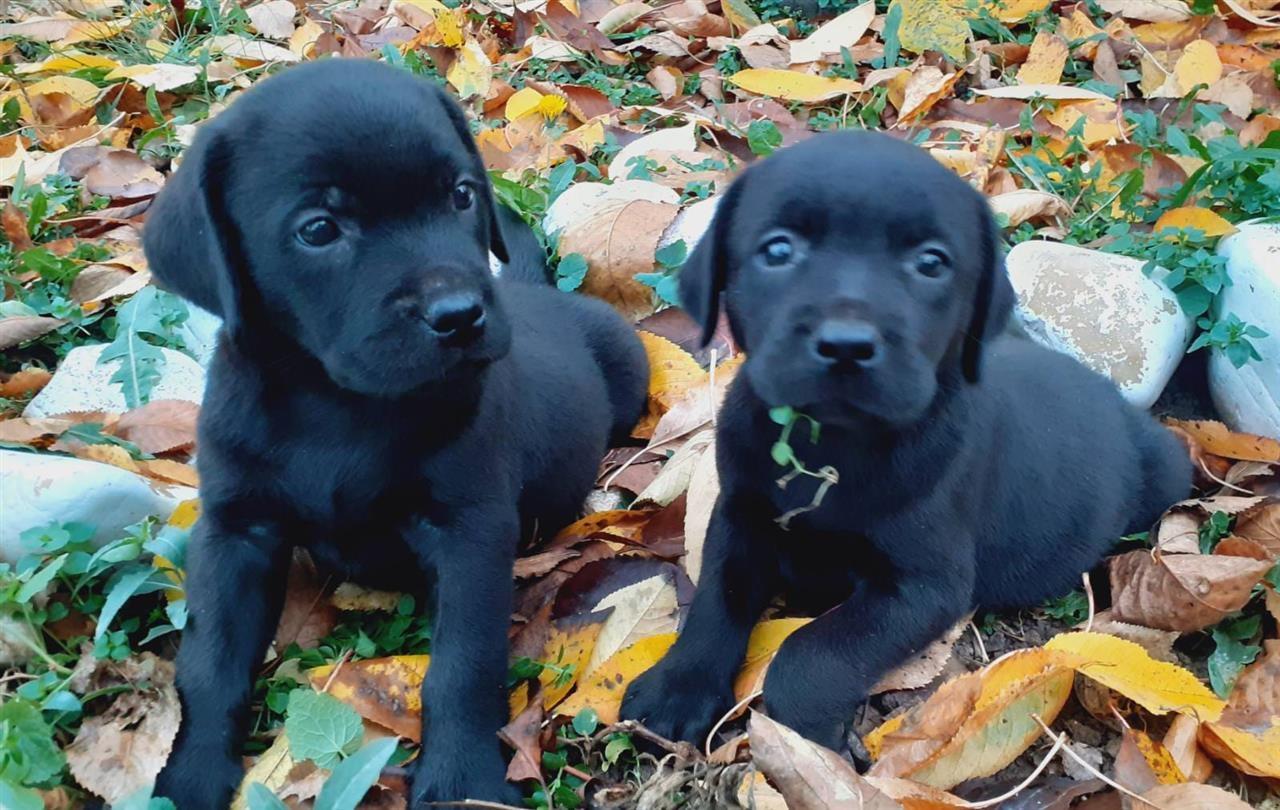 Labrador-Retriver-štenad-