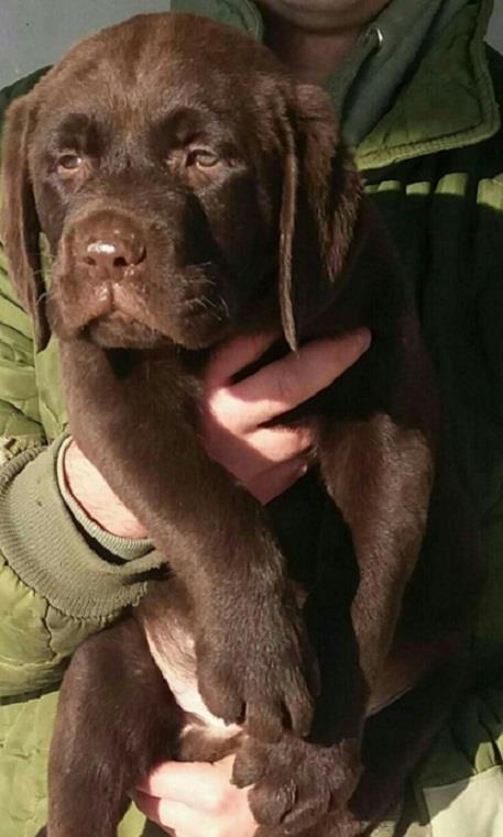 Labrador-Retriver