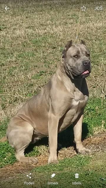 Cane-Corso--zenke