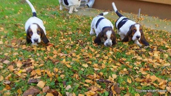 Basset Hound - baset