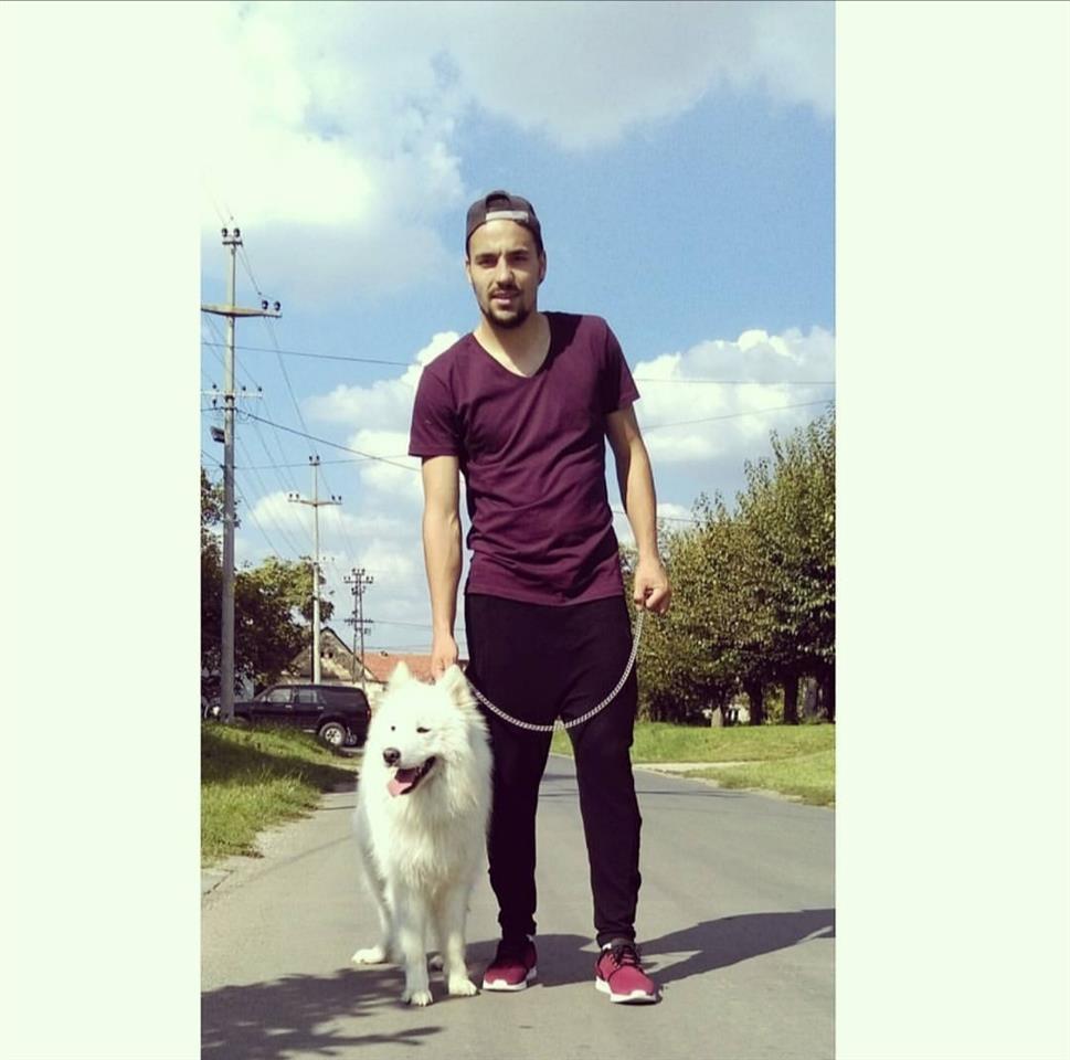 Sibirski-samojed-štenci