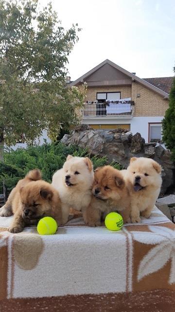 Chow-chow-cau-cau-stenad