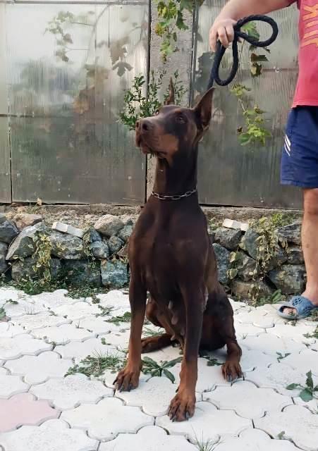 Doberman-štenci
