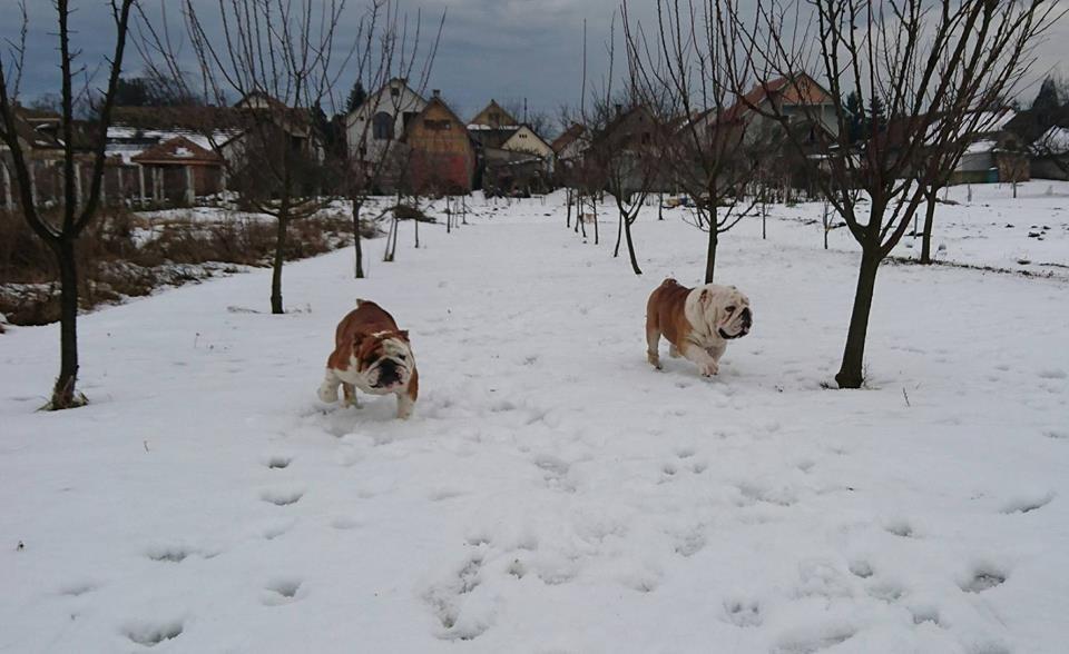 Engleski-Buldog