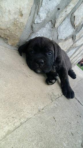 Cane-corso-štenci