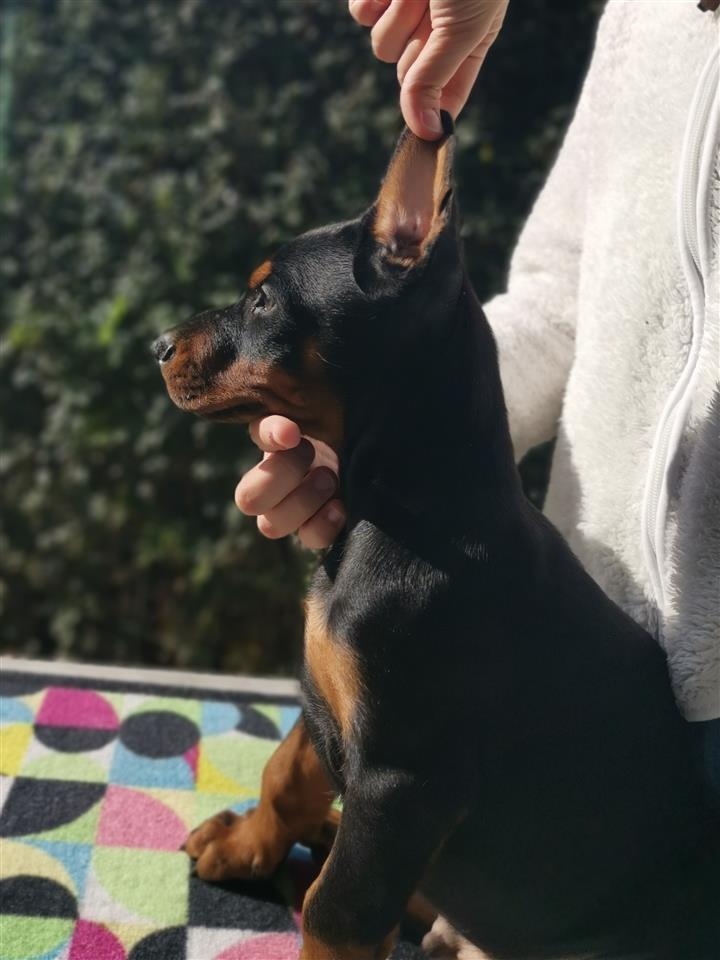 Doberman--štenad
