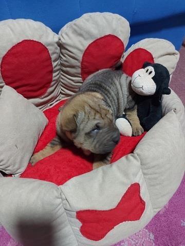 Shar-pei---šar-pej-štenci