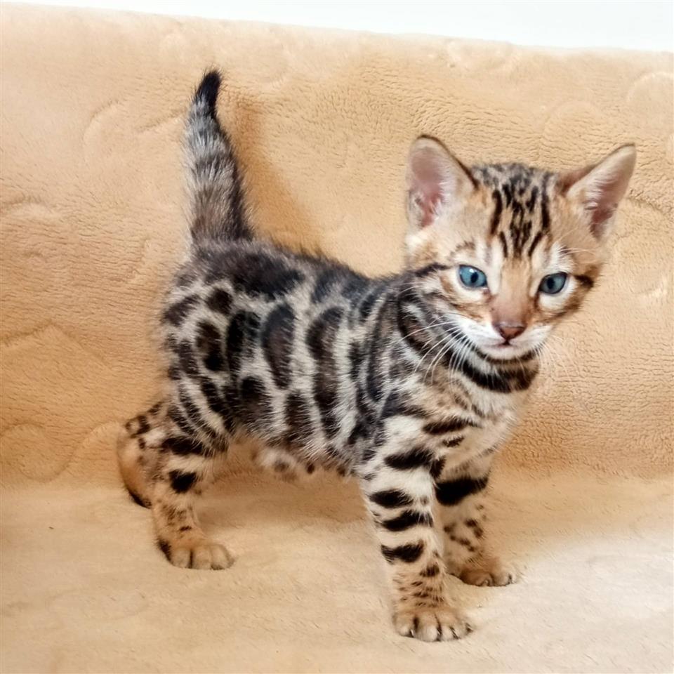 Bengalski-Mačići